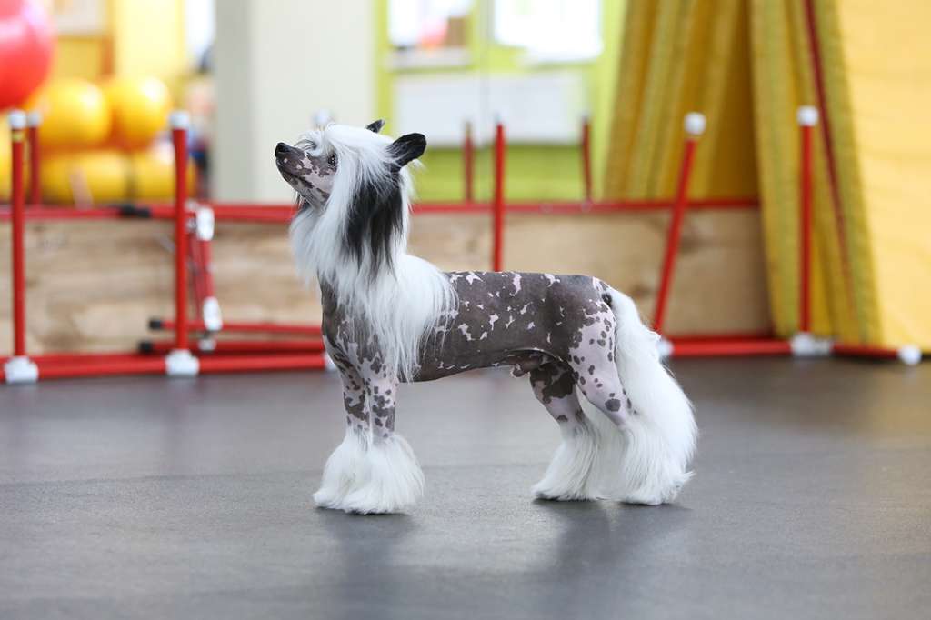 Incanto Del Mondo You Are My Crush