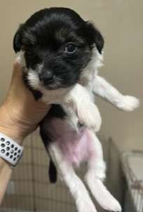 Crowned Forever Moon