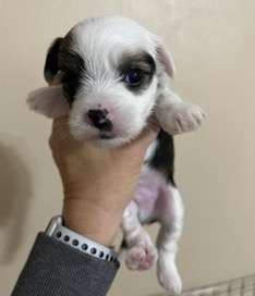 Crowned Bad Moon Rising