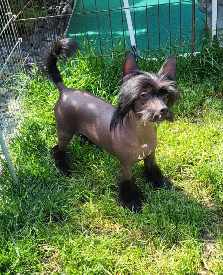 Sweet Black Angel Caramella's Family