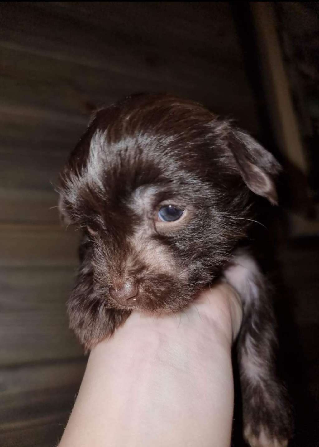 Myrnas Mignon Étoile Great Gorgeous