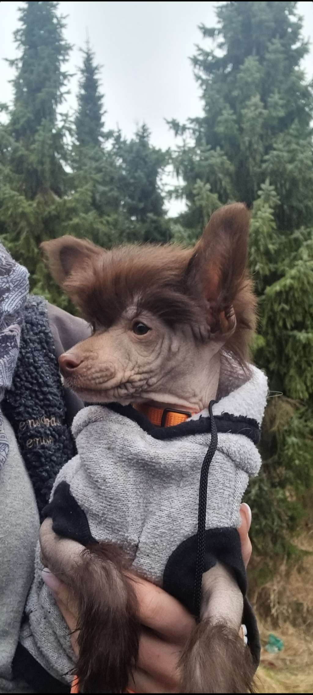 Myrnas Mignon Étoile Goreous Gem