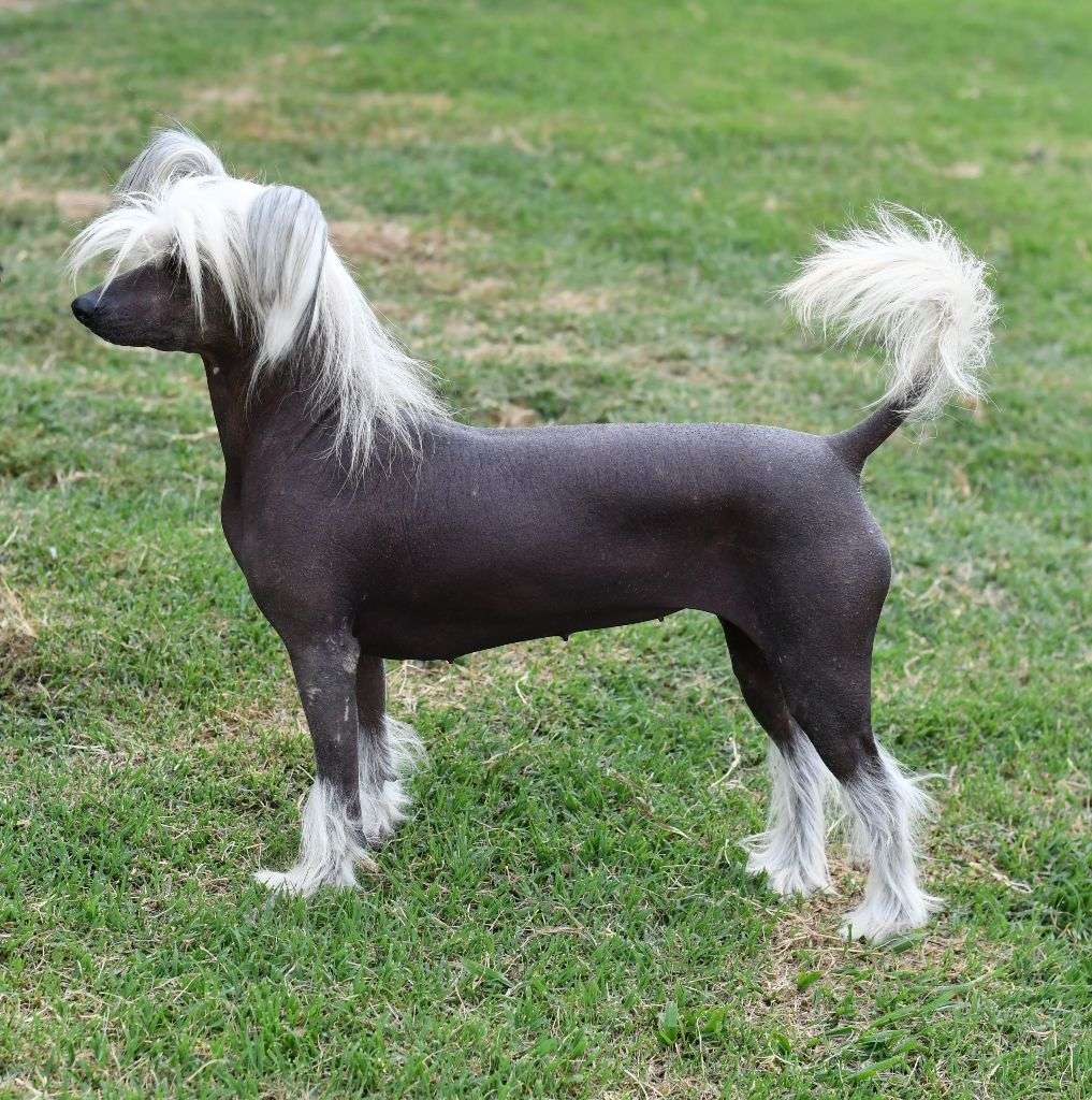 Little Dog Of Dream Tonic