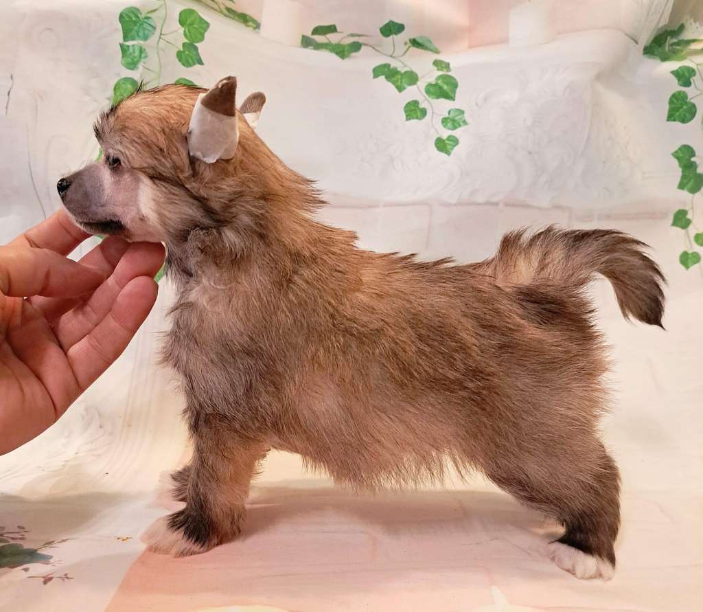 Jantarowy Blask Sasima