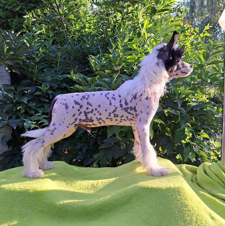 Gwiezdny Patron Sasima