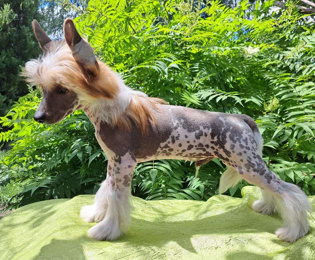 Galopujacy Za Marzeniem Sasima