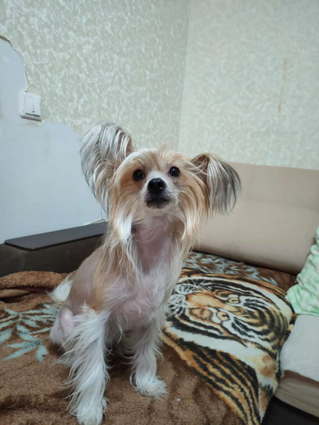 Teya Bozhestvenny Svet