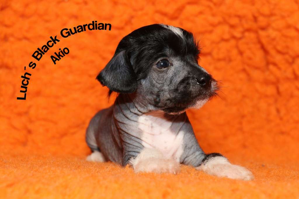 Luch's Black Guardian Akio