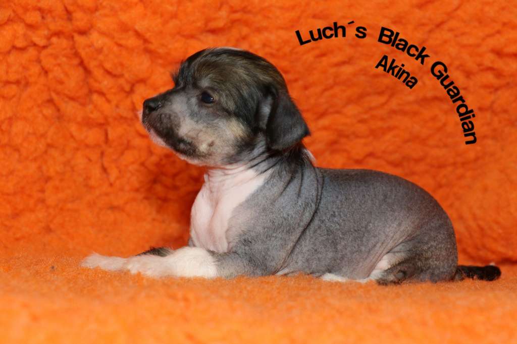 Luch's Black Guardian Akina