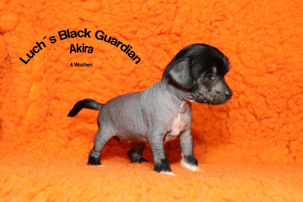 Luch's Black Guardian Akira