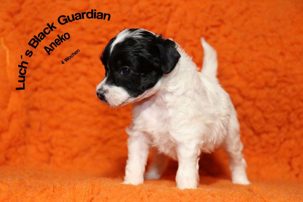 Luch's Black Guardian Aneko