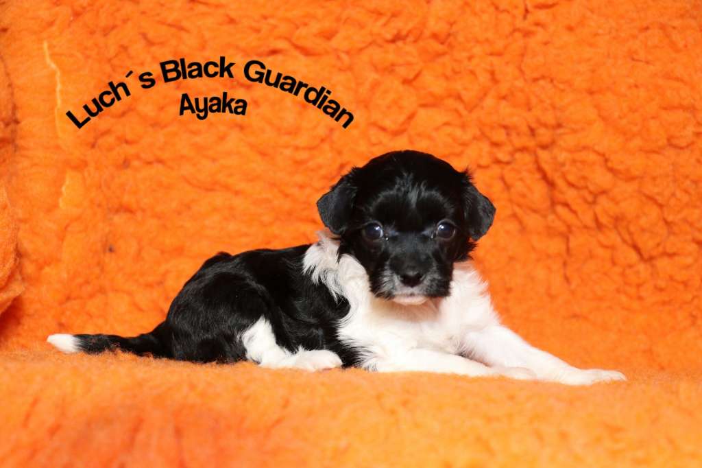 Luch's Black Guardian Ayaka