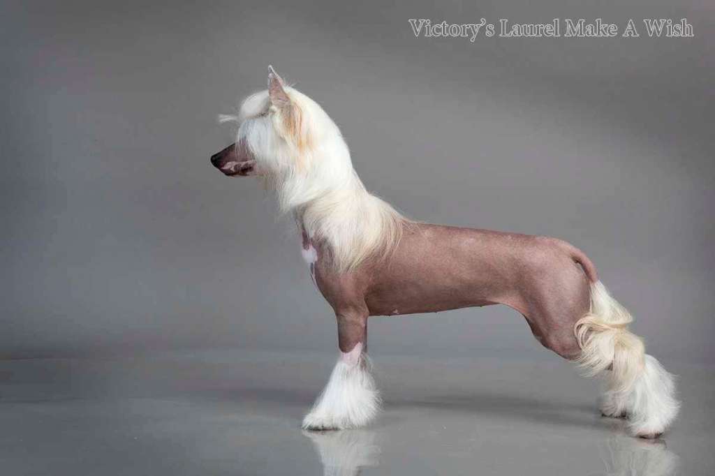 Victory's Laurel Make A Wish