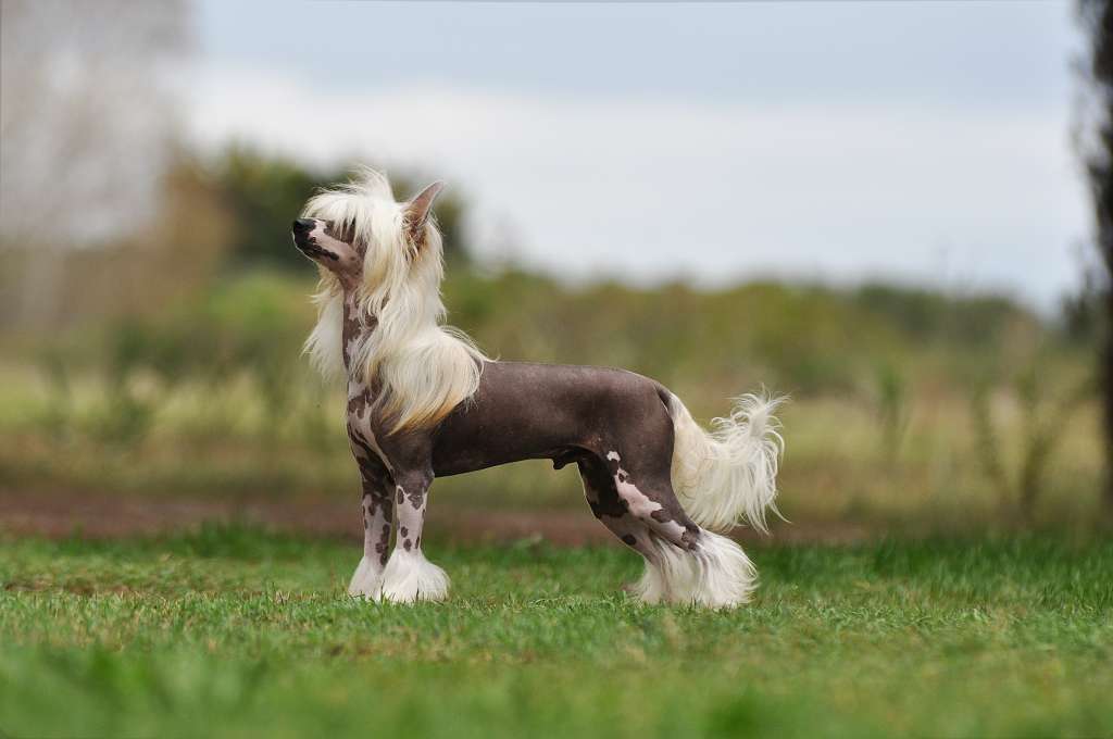 Victory's Laurel Man On A Mission