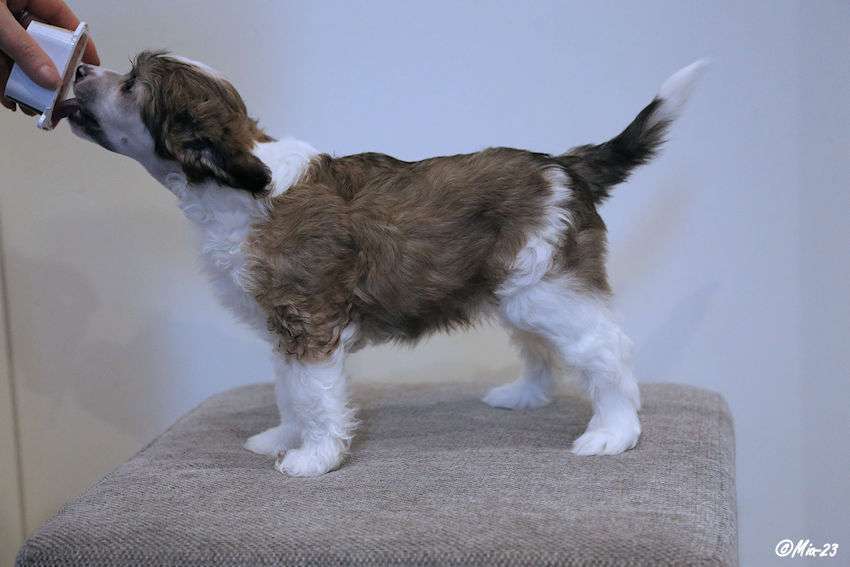 Tirlittan Yes Sir I Can Boogie