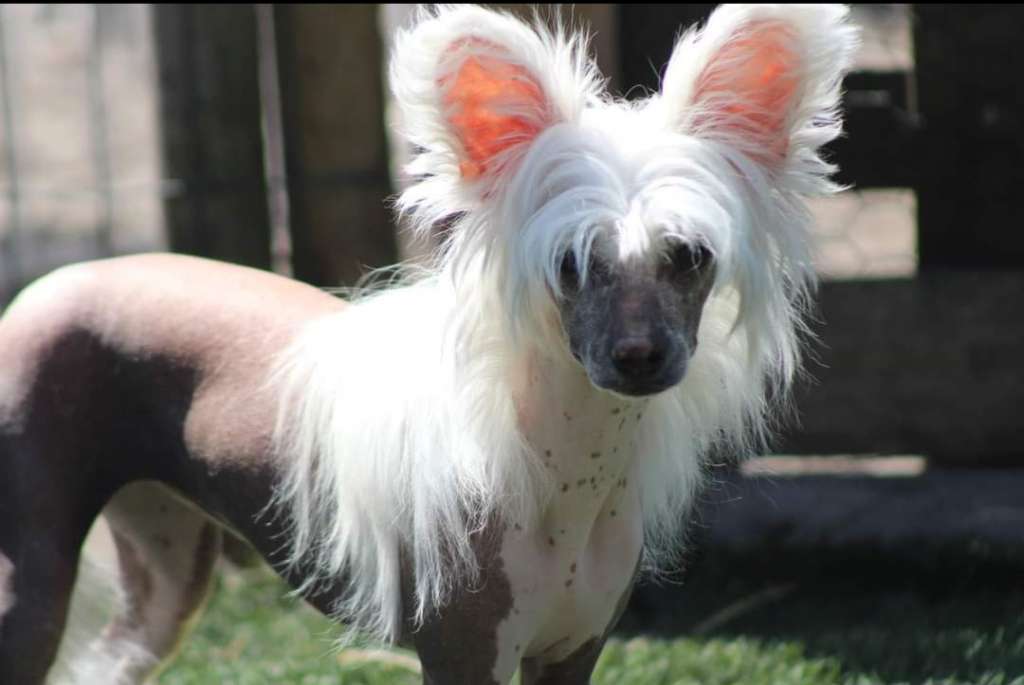 Una Hermosa Rosa Of Livin la Vida Loca