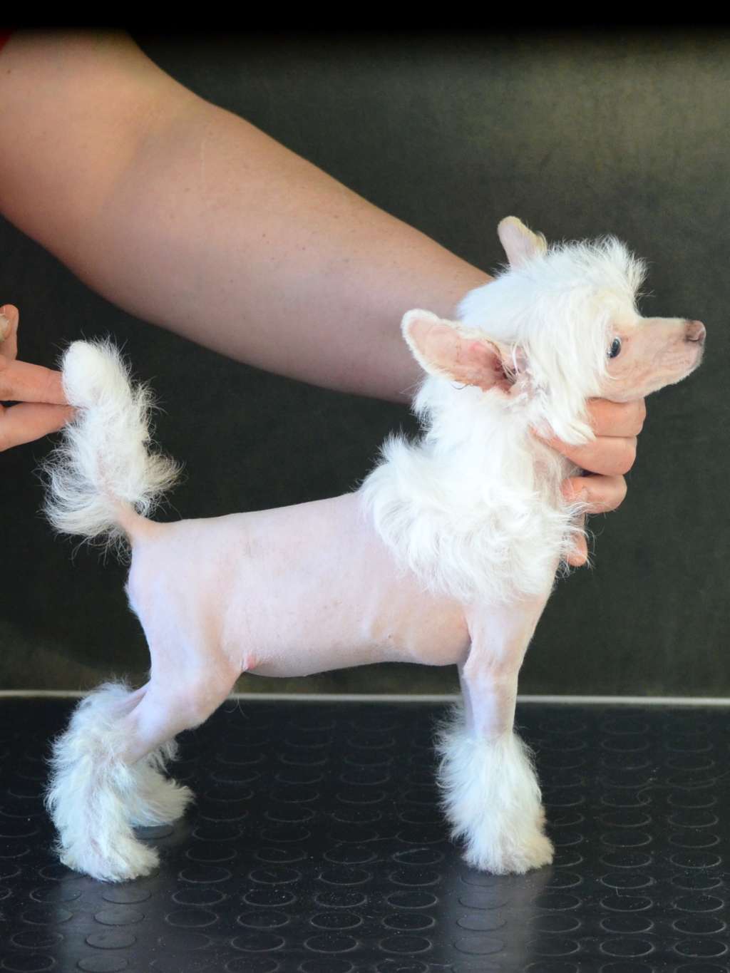 Magic of Success Idilliya