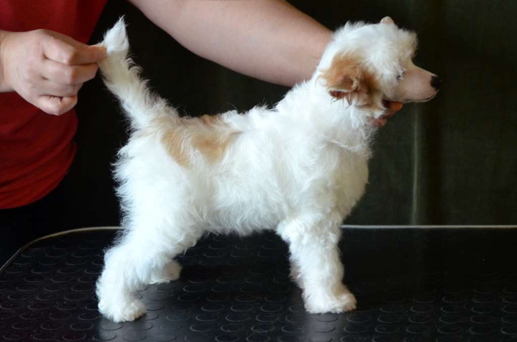 Magic of Success Indigo