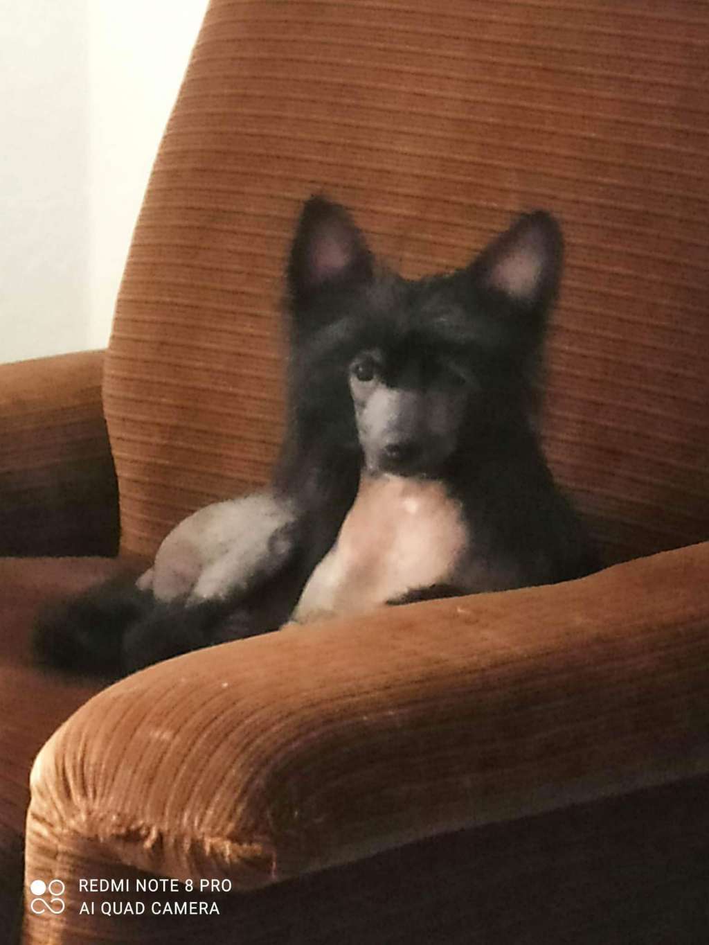 Beauty Incomparable True Lady Chatterley