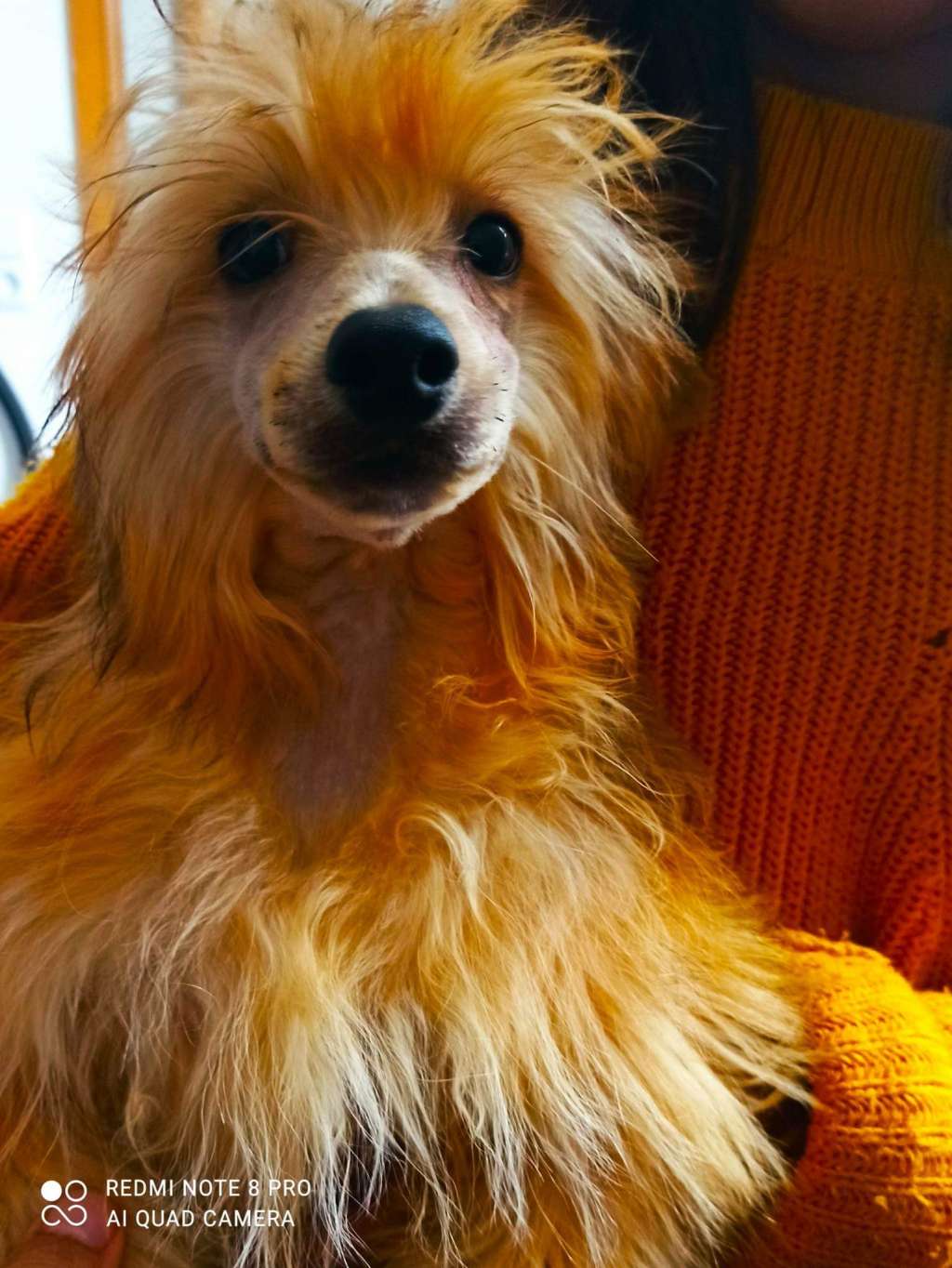 Beauty Incomparable Teddy Foxy