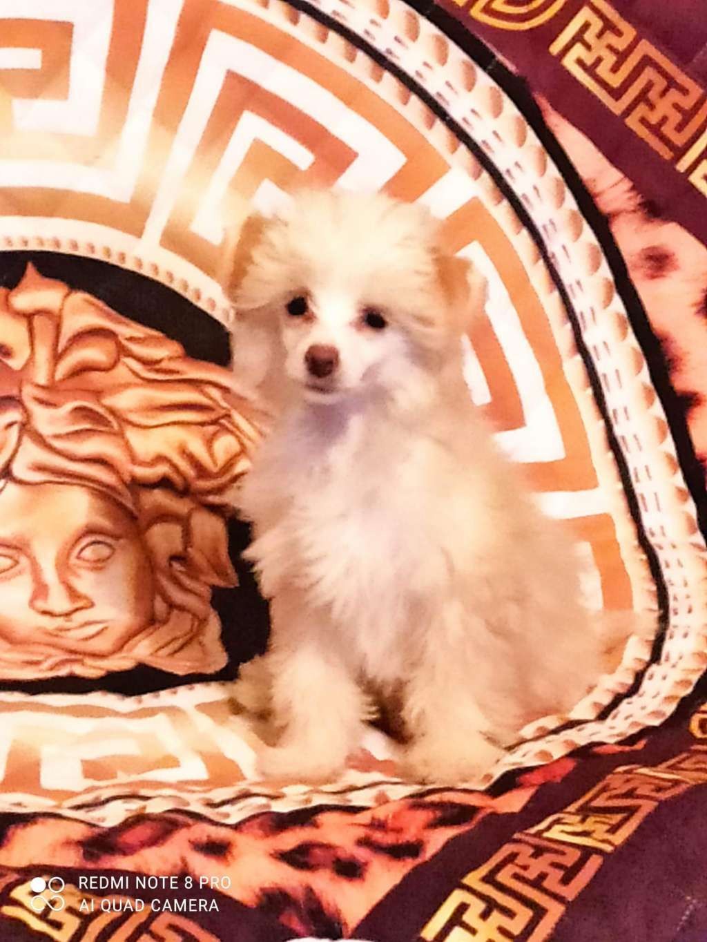 Beauty Incomparable Monica Tender Flower