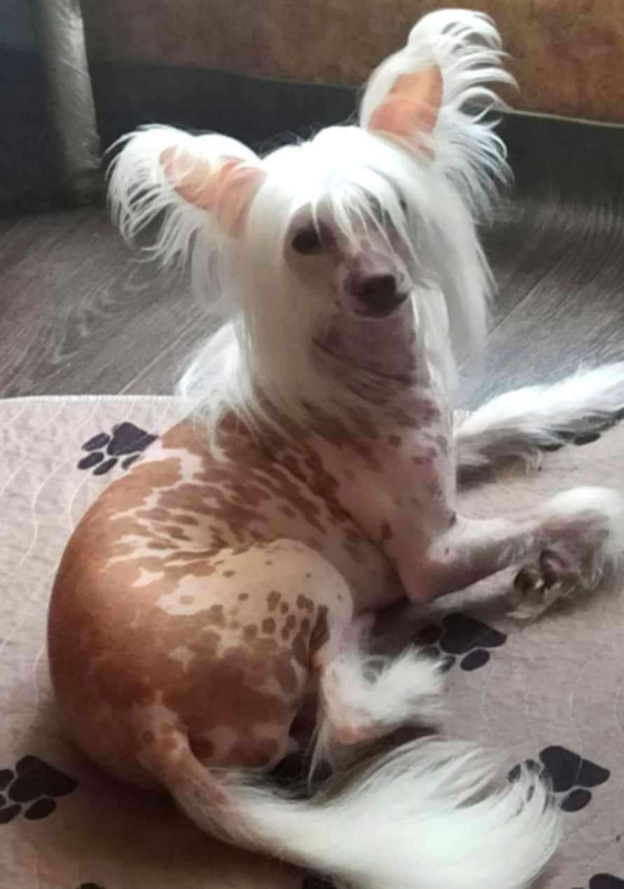 Beauty Incomparable Moonlight