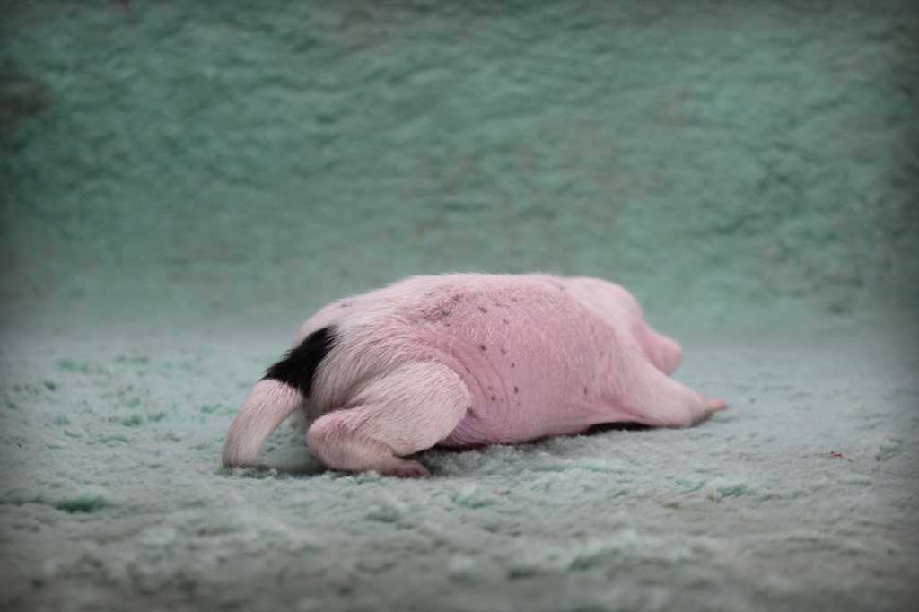 Valentine's Dream Am-Ju-Ma FCI