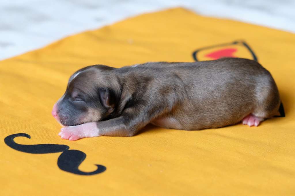 Talan  Nasnagy  El  Tiola