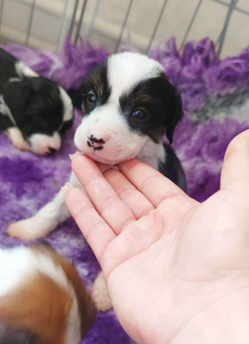 Like a Dream Laminacka