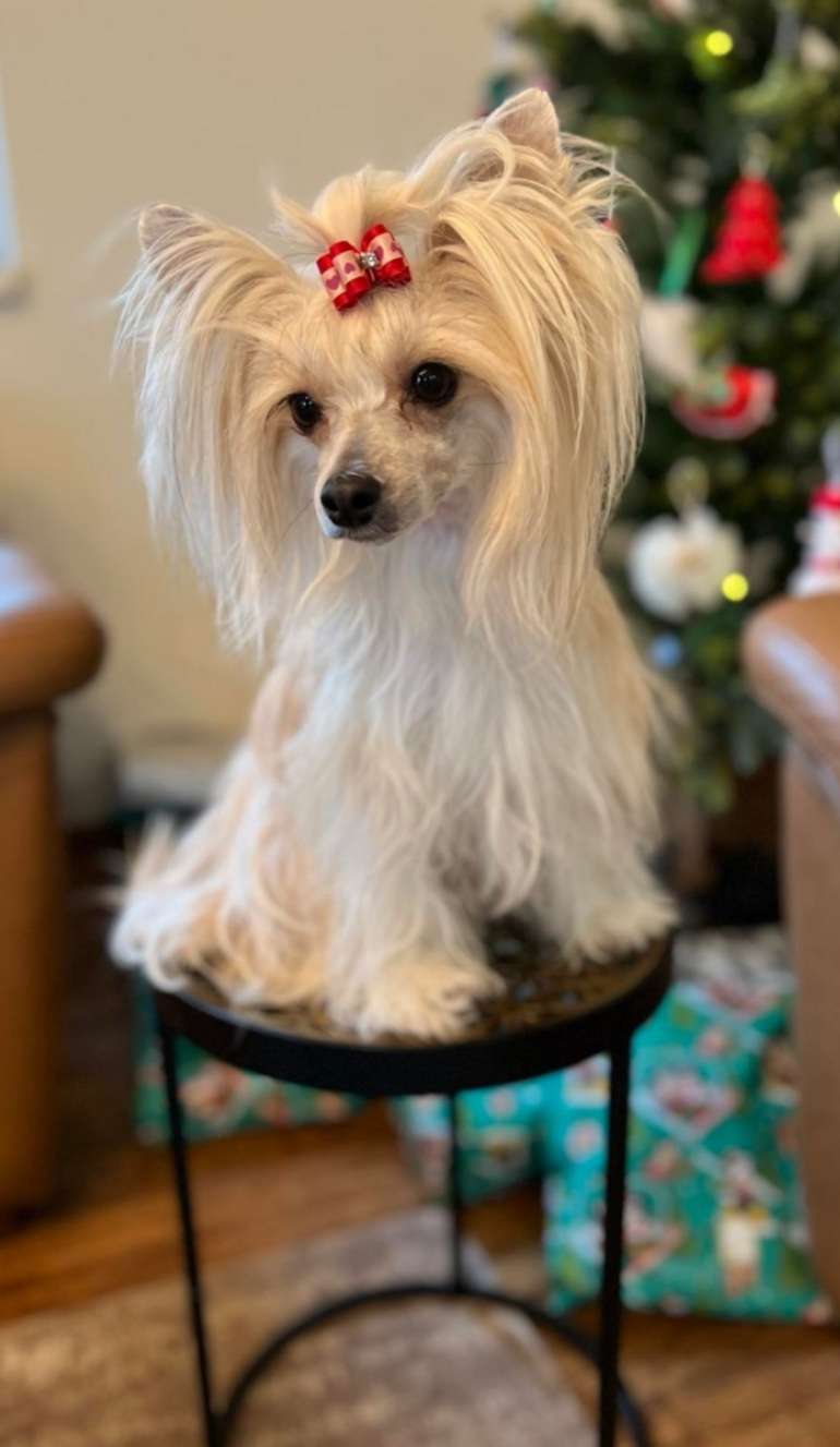 Janita Jolie z Jaromerského panství