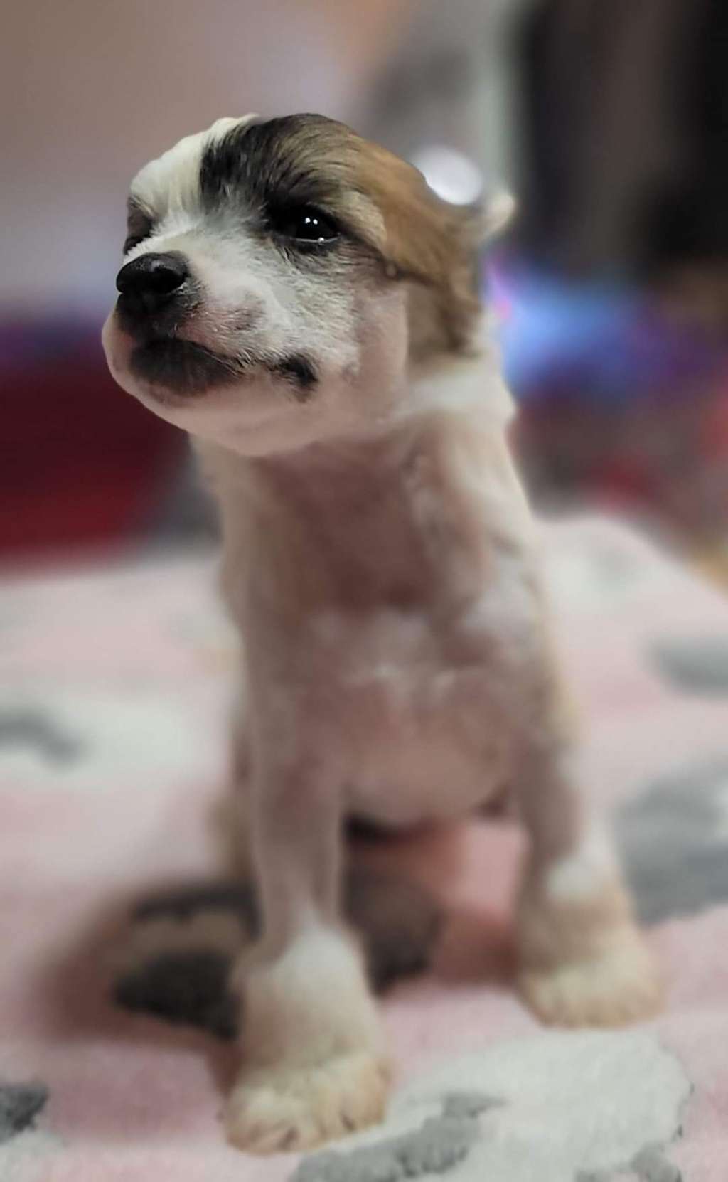 Jacklin Jolla z Jaromerského panství