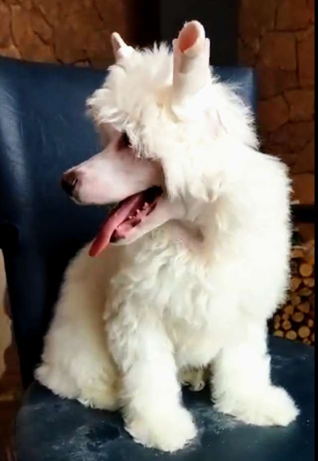 Michelee iz Chudnoy Doliny