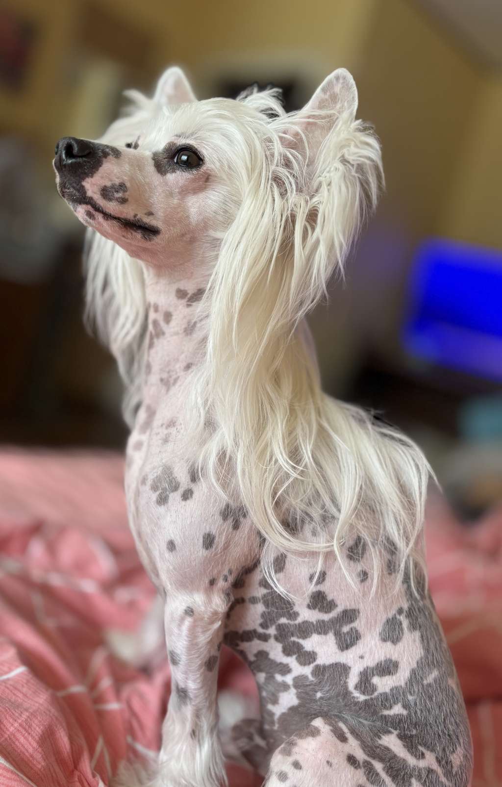 Kovimoti Prost Alain Williams