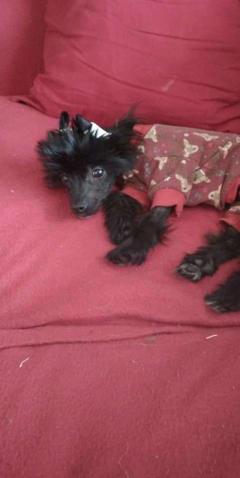 Litttle Dog Of Dream Tiny Doll