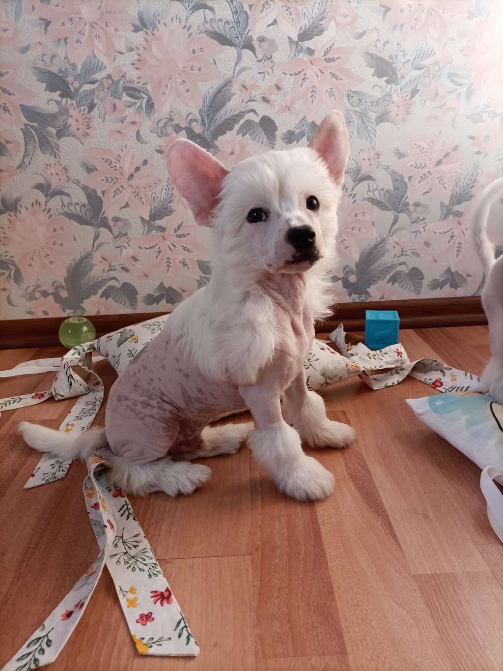 Kovimoti Petransel Stefan Peugeot