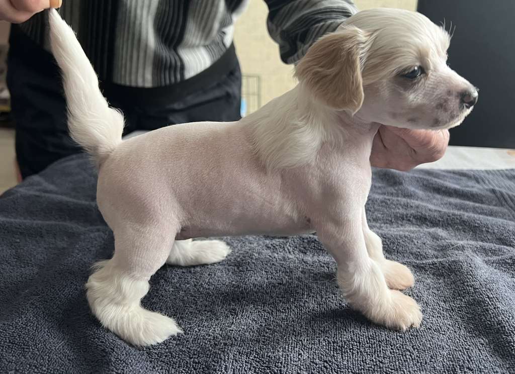 Nahkapartion Glittering Star