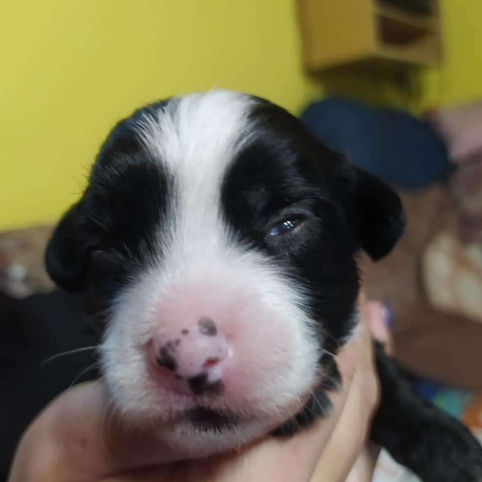 Koudy z Jestrebiho kralovstvi