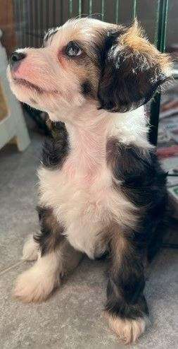 Nahkapartion Dark Diamond