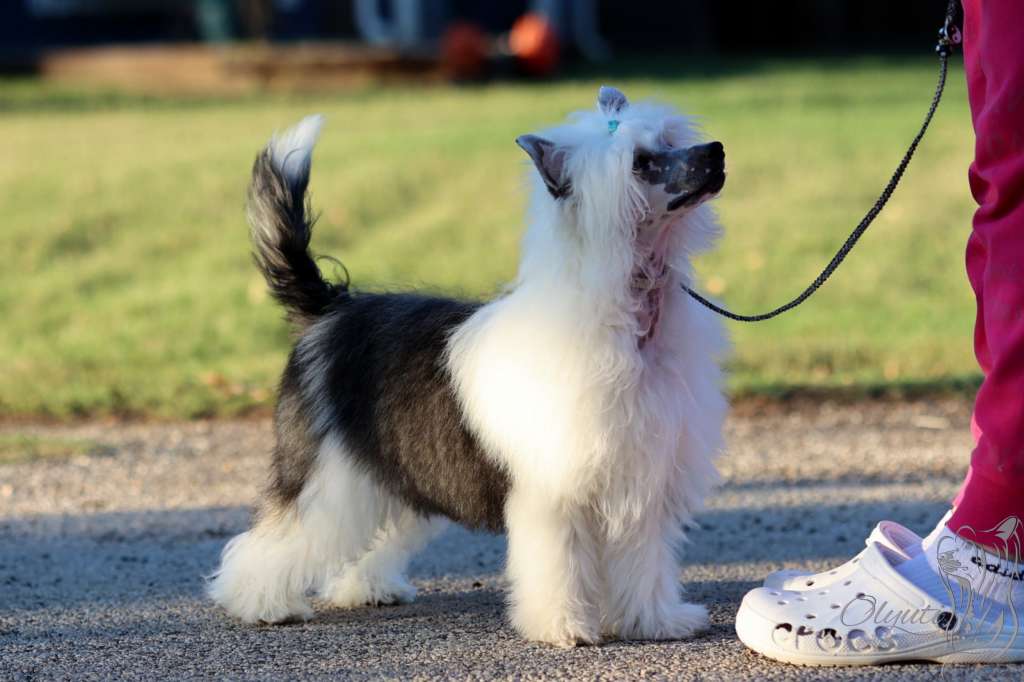 Olyuti's Lucky Magic Tear