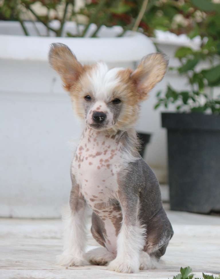 Ell?s madame Elisa dlya Liris