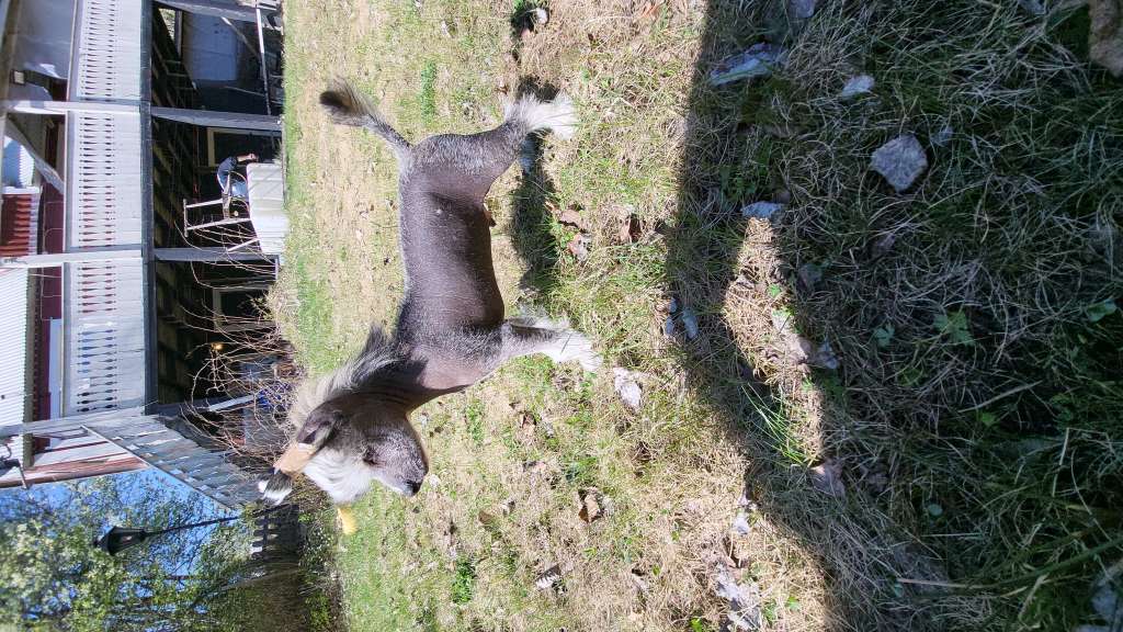 Av Da Mia Cuccia Perfekt Pepsi