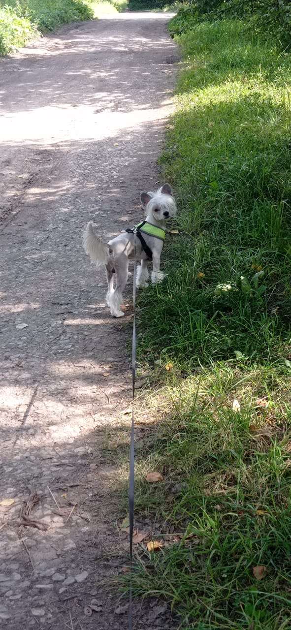Polar Shane Orchard in Bloom