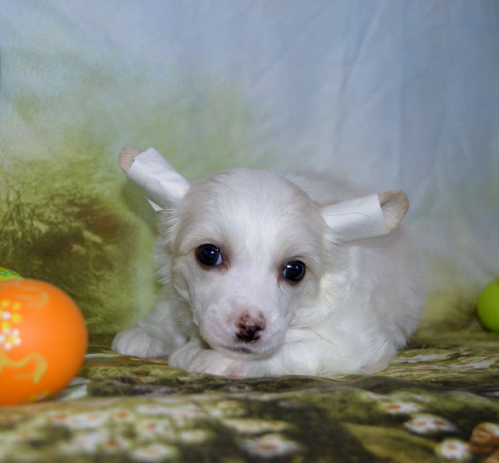 Polar Shane Orchid Scent