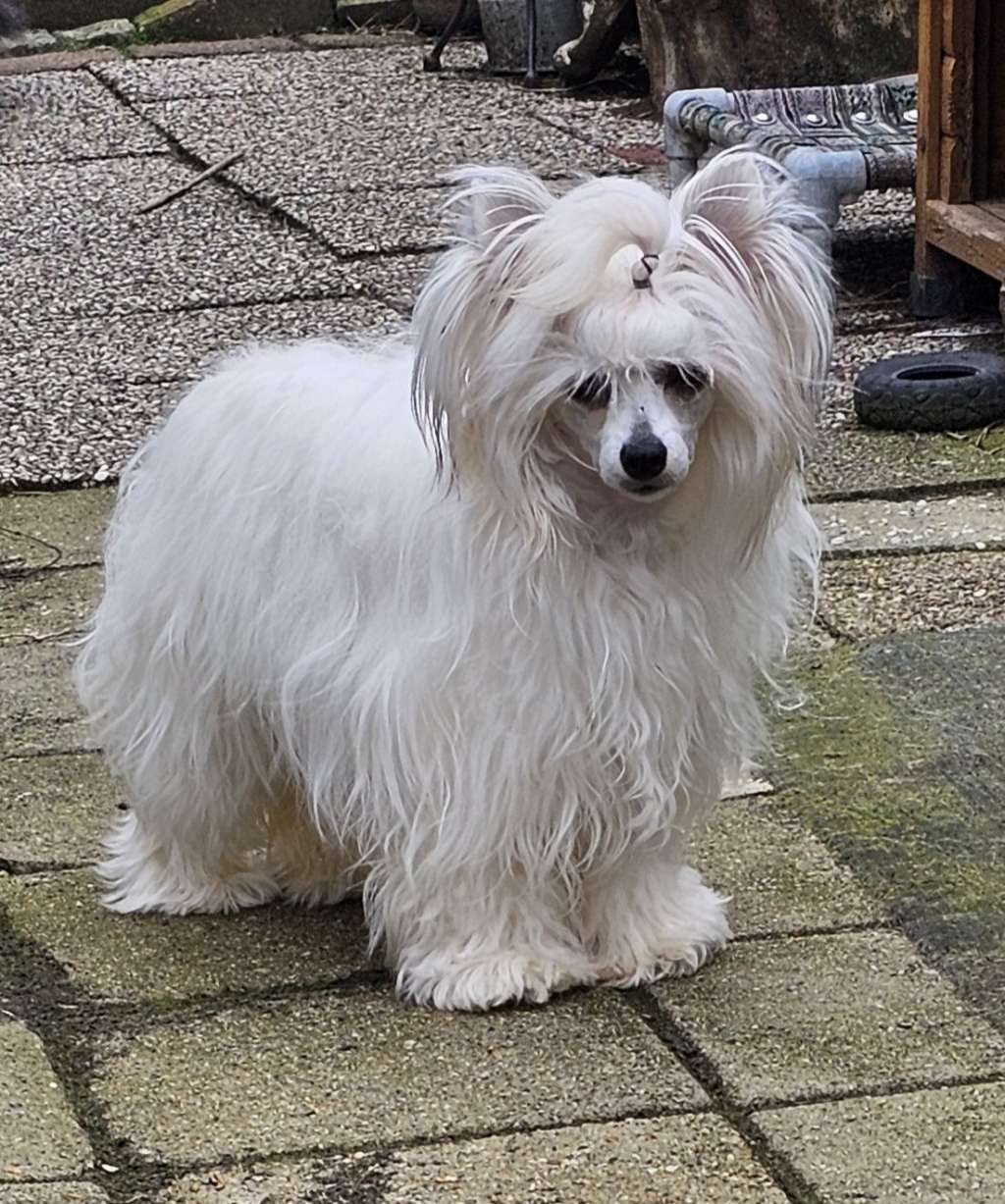 Zilver Little Charmings