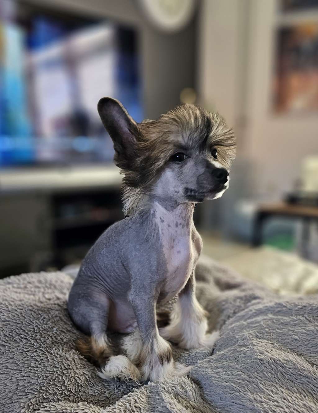 Zipper Little Charmings