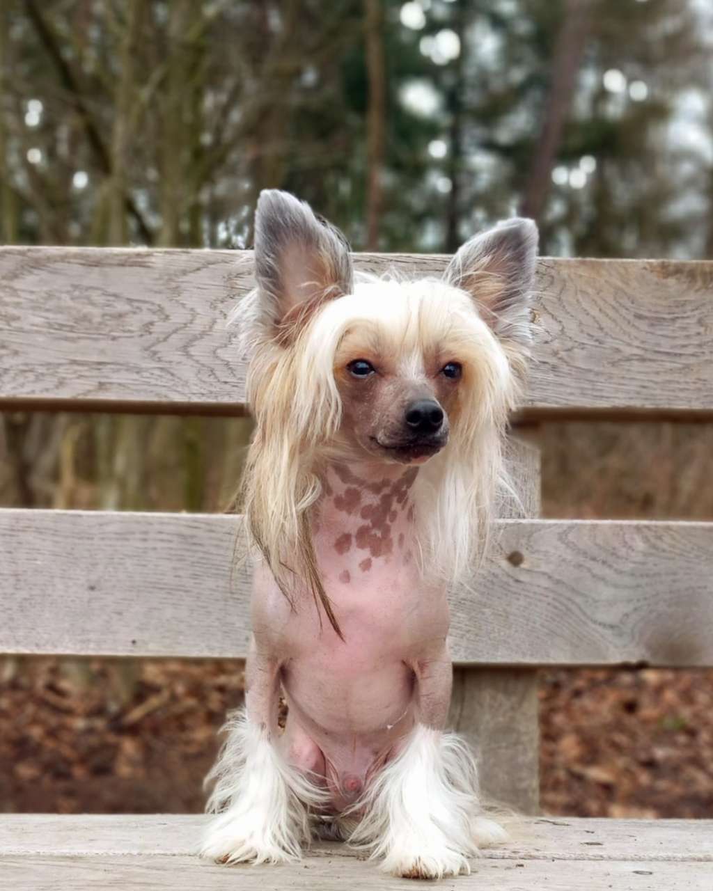 Ziezoe Little Charmings