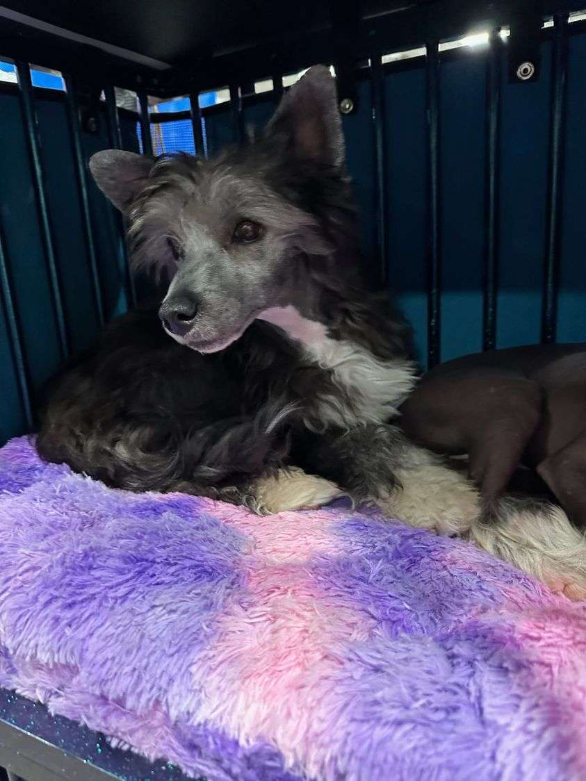 Lacshen's Merci Beaucoup