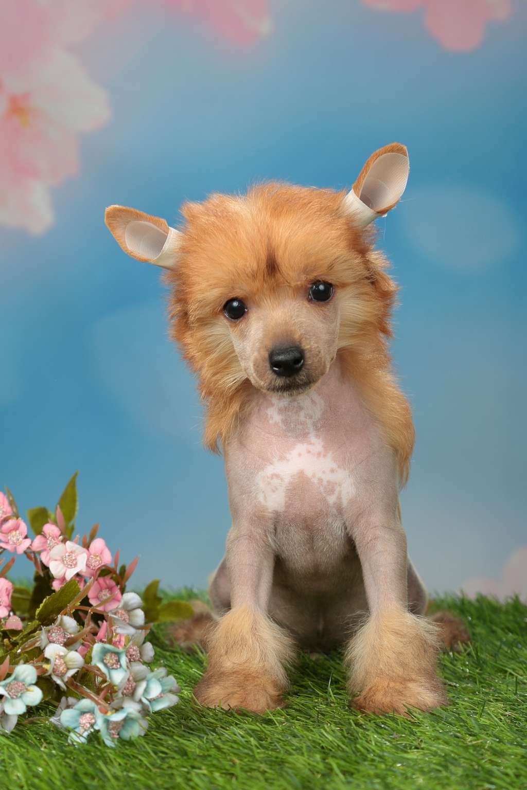 Style Bravo Juventus