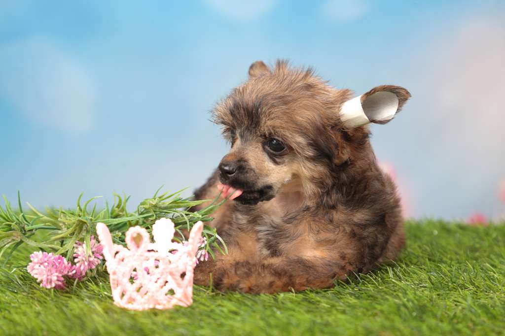 Style Bravo Justiciya