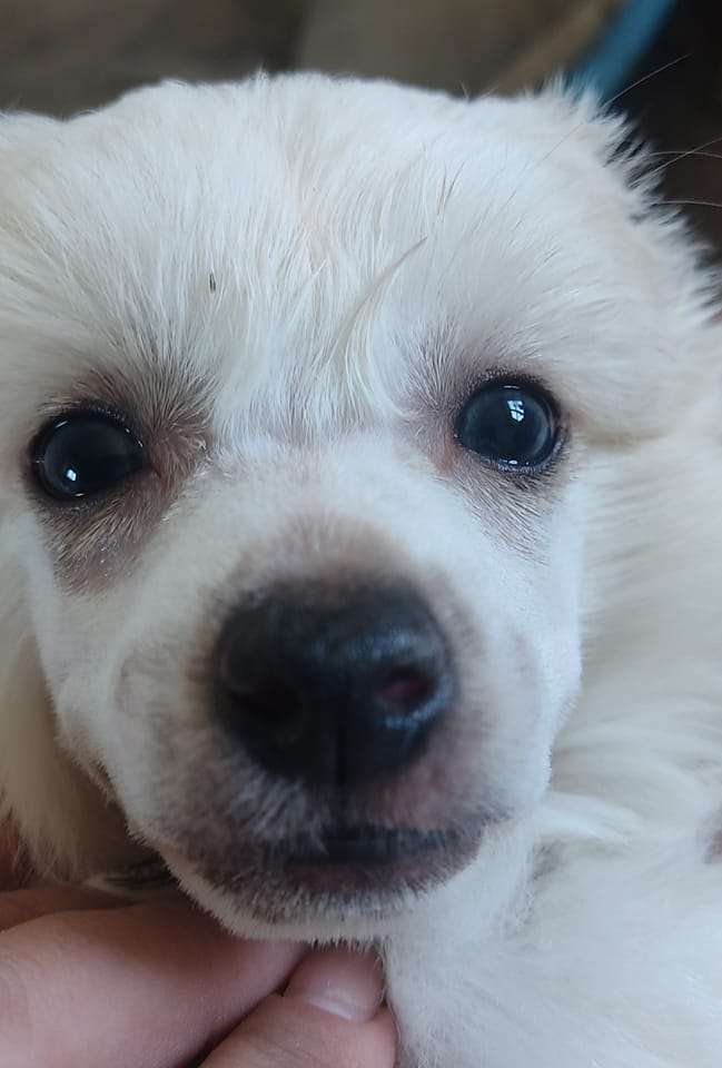 Sol'tanto Showplace Richness